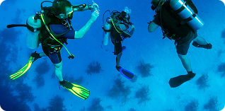 Дайвери під водою